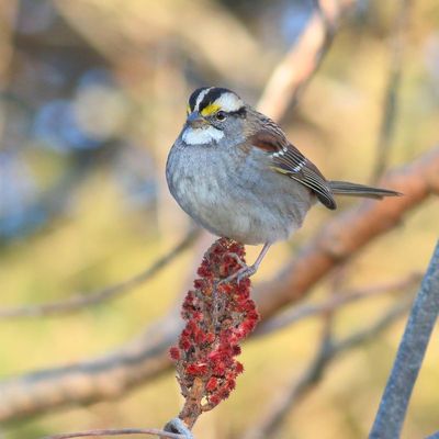 White-throated Sparrow