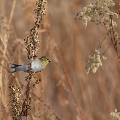 American Goldfinch