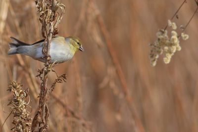 American Goldfinch