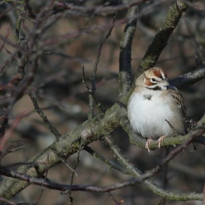 Lark Sparrow