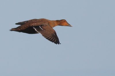 Common Eider ♀