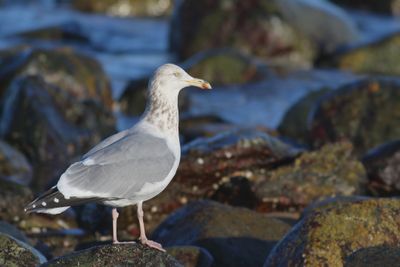 Herring Gull / Adult nonbreeding