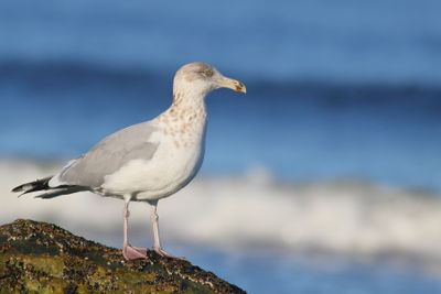 Herring Gull / Adult nonbreeding