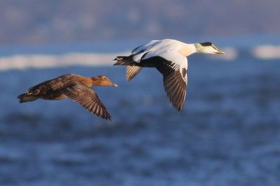Common Eiders  ♀ & ♂