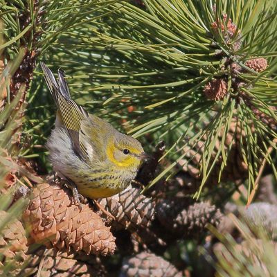 Cape May Warbler