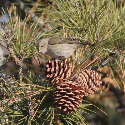 Cape May Warbler / 1st winter