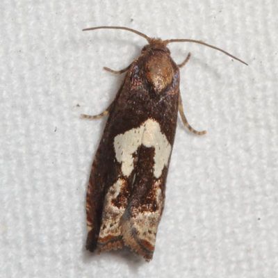 Hodges#3202 * Bidens Borer * Epiblema otiosana