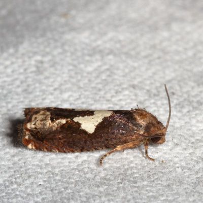 Hodges#3202 * Bidens Borer * Epiblema otiosana