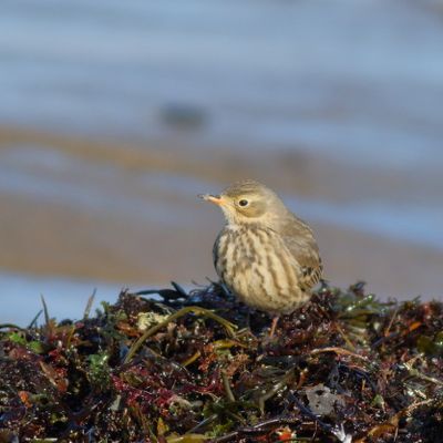 American Pipit