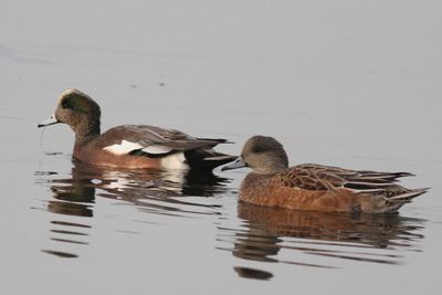 American Wigeon    ♀ & ♂