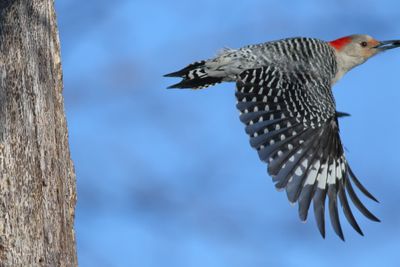 Red-bellied Woodpecker ♀