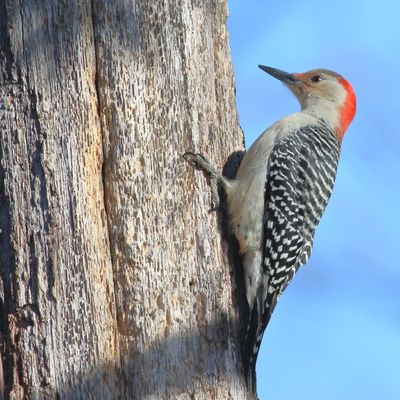 Red-bellied Woodpecker ♀
