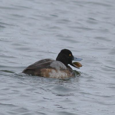 Lesser Scaup ♂