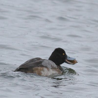 Lesser Scaup ♂