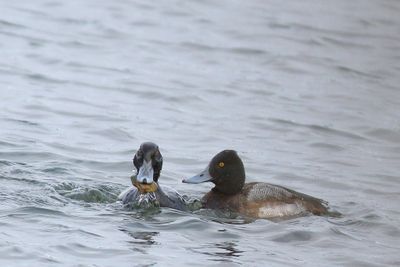 Lesser Scaup ♂