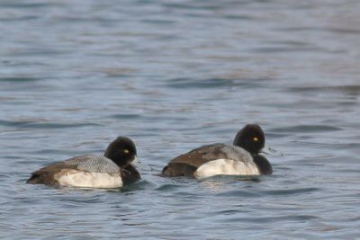 Lesser Scaup ♂