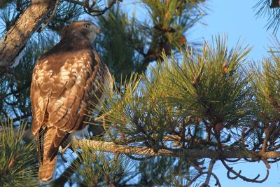 Red-tailed Hawk / juvenile