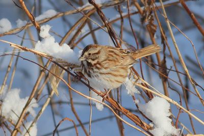 Song Sparrow