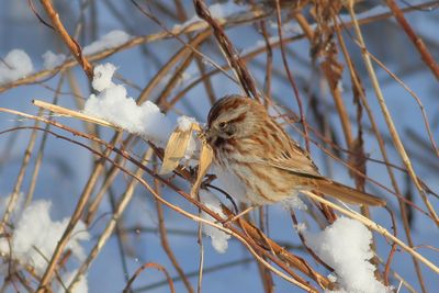 Song Sparrow
