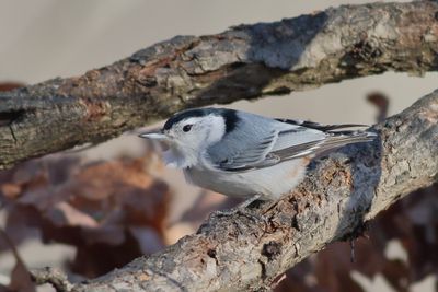 White-breasted Nuthatch
