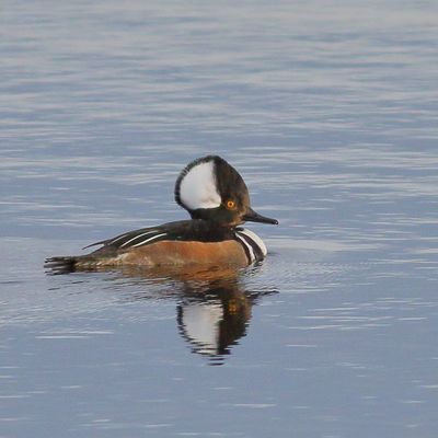 Hooded Merganser ♂