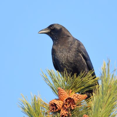 American Crow