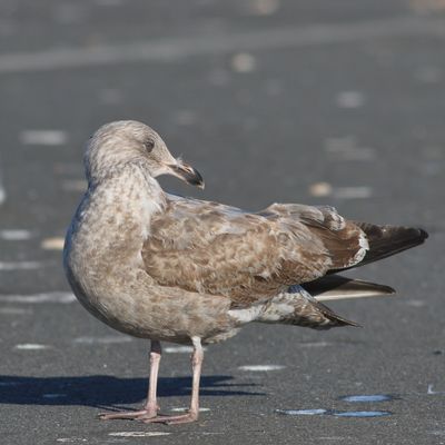 Herring Gull / 1st winter