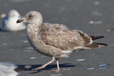 Herring Gull / 1st winter