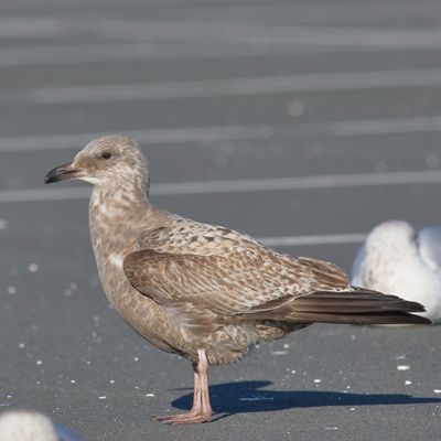 Herring Gull / 2nd winter