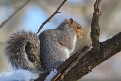 Eastern Gray Squirrel