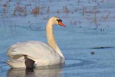 Mute Swan
