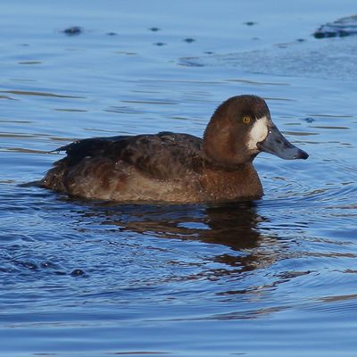 Greater Scaup ♀