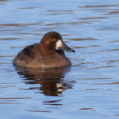 Greater Scaup ♀