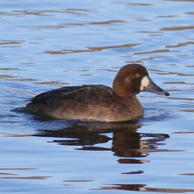 Greater Scaup ♀