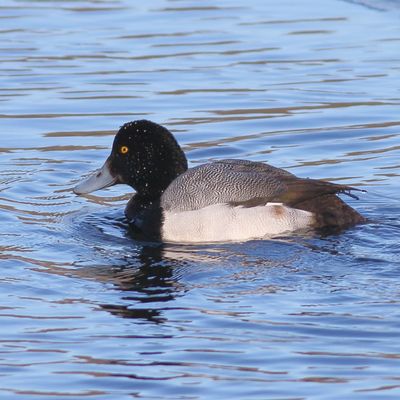 Greater Scaup ♂