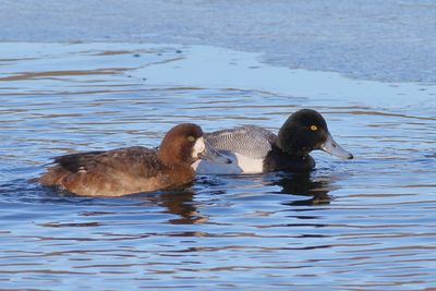 Greater Scaup