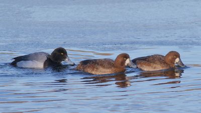 Greater Scaup