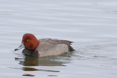 Redhead ♂