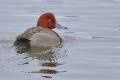 Redhead ♂