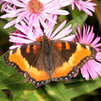 Milbert's Tortoiseshell
