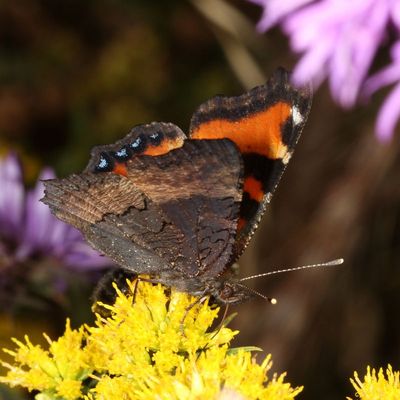 Milbert's Tortoiseshell