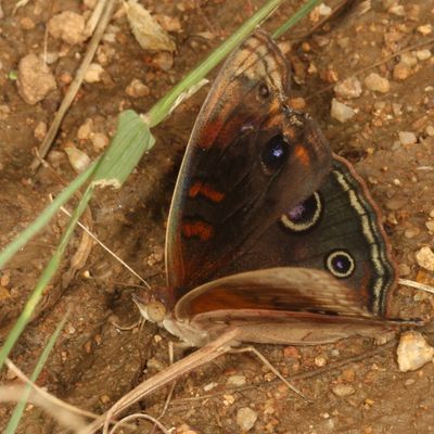 Dark Buckeye