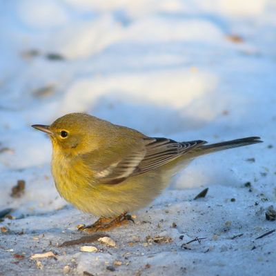 Pine Warbler