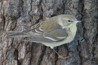 Pine Warbler / 1st year ♀