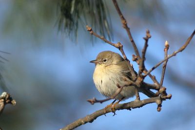 Pine Warbler