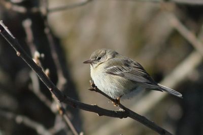Pine Warbler