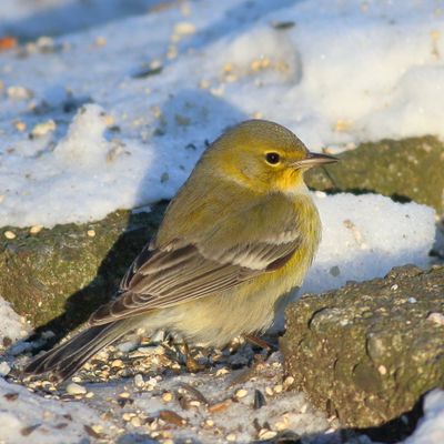 Pine Warbler
