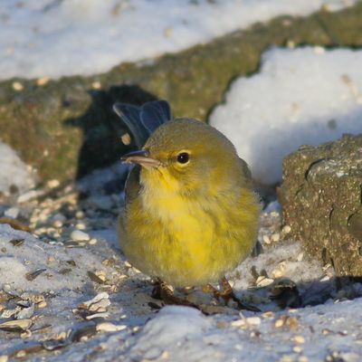 Pine Warbler