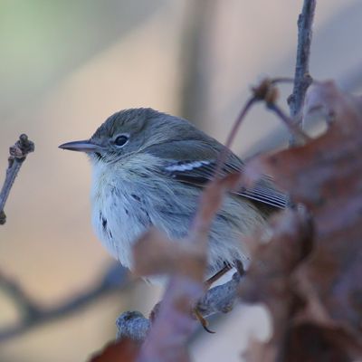 Pine Warbler / 1st year ♀