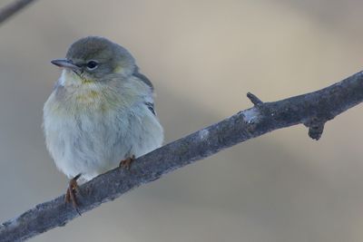 Pine Warbler / 1st year ♀
